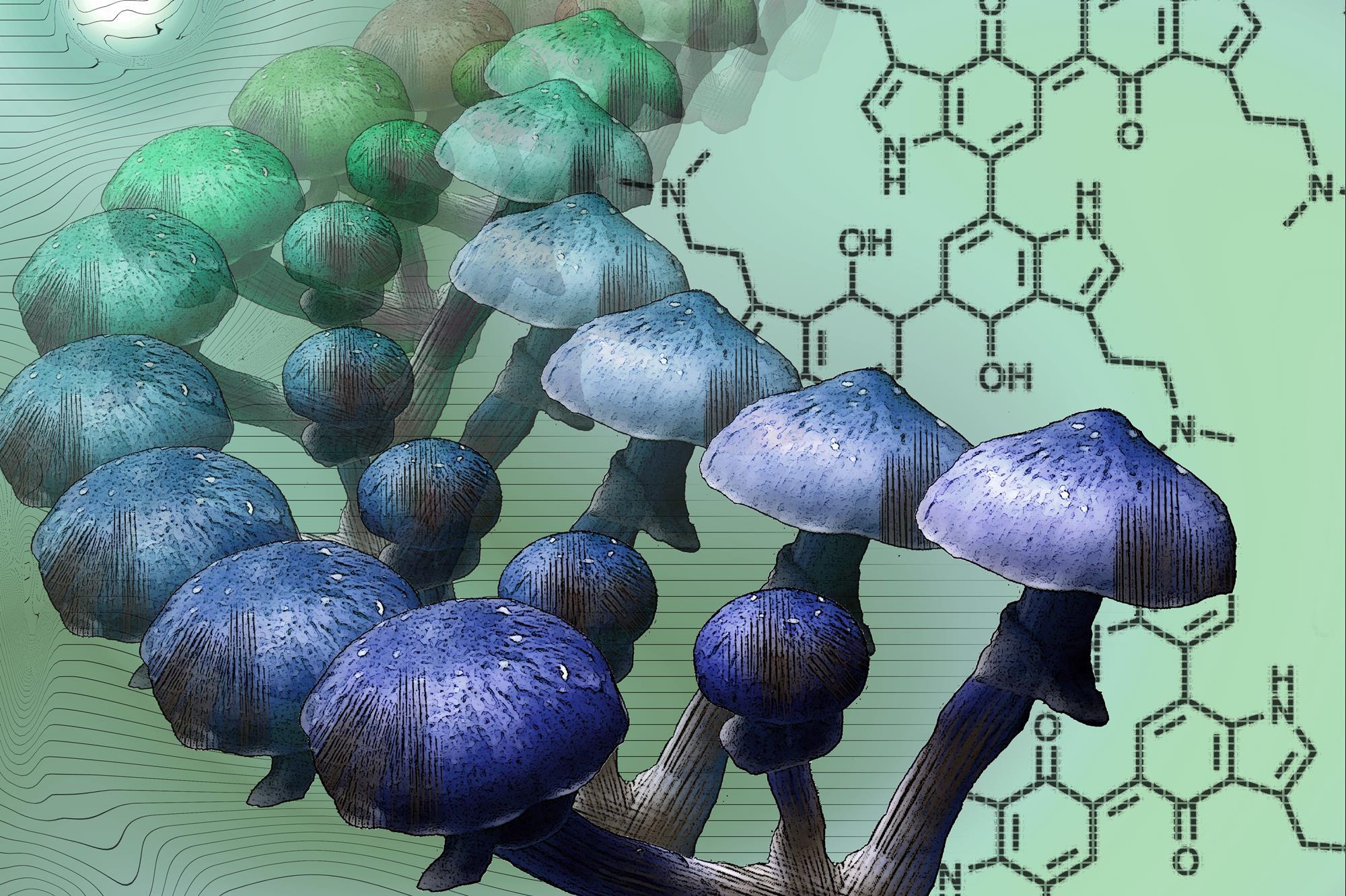Magic Mushrooms LSD and Other Hallucinogens